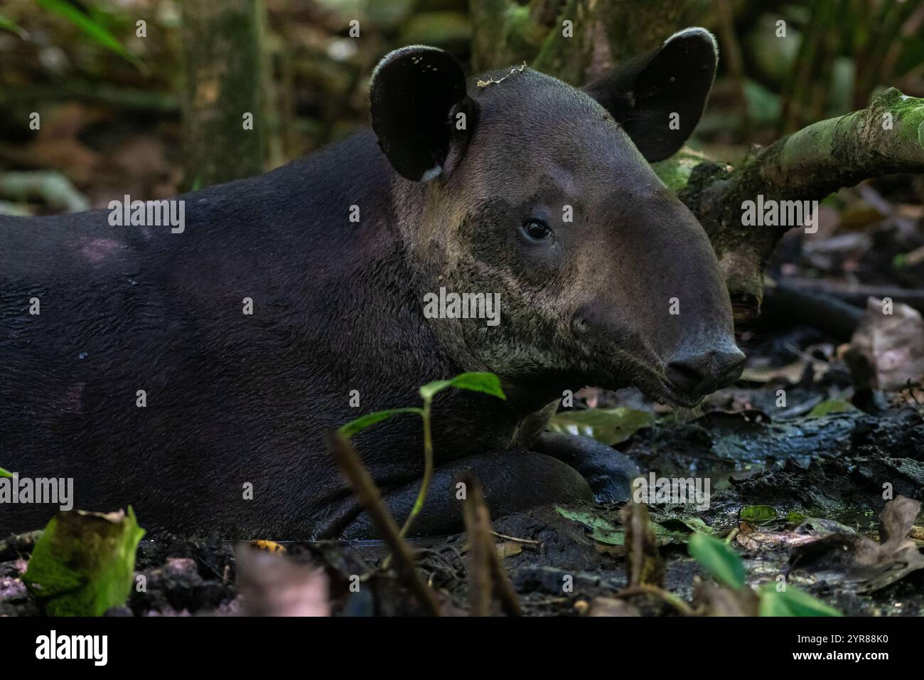 Tapir di Baird (Tapirus bairdii) che si inghiottisce sul fondo della foresta nel Parco Nazionale del Corcovado, Penisola di osa, Costa Rica. Foto Stock