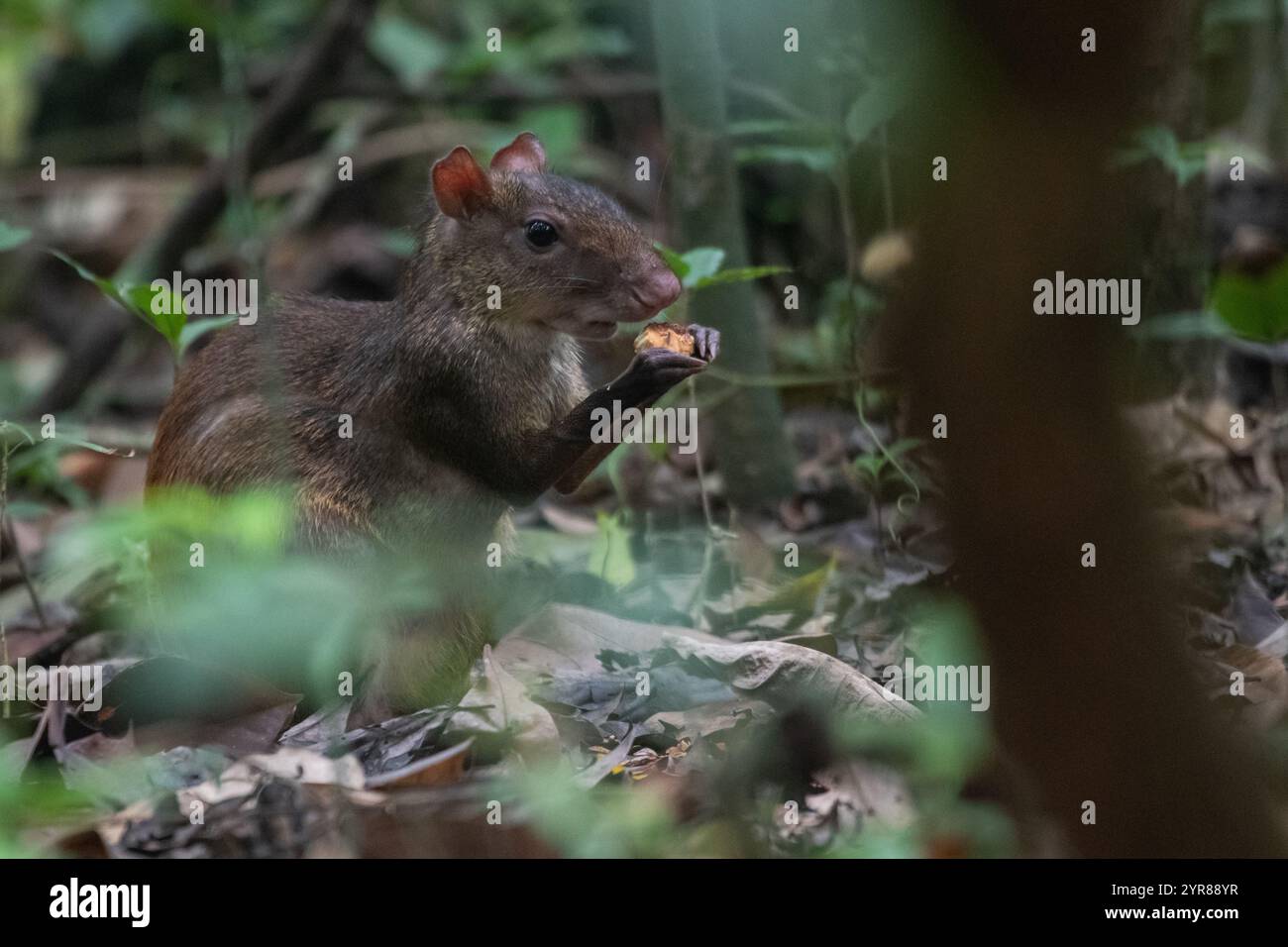 Agouti dell'America centrale (Dasyprocta punctata) nel Parco Nazionale del Corcovado nella Penisola di osa in Costa Rica. Foto Stock