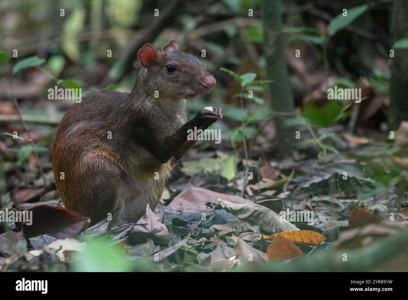Agouti dell'America centrale (Dasyprocta punctata) nel Parco Nazionale del Corcovado nella Penisola di osa in Costa Rica. Foto Stock