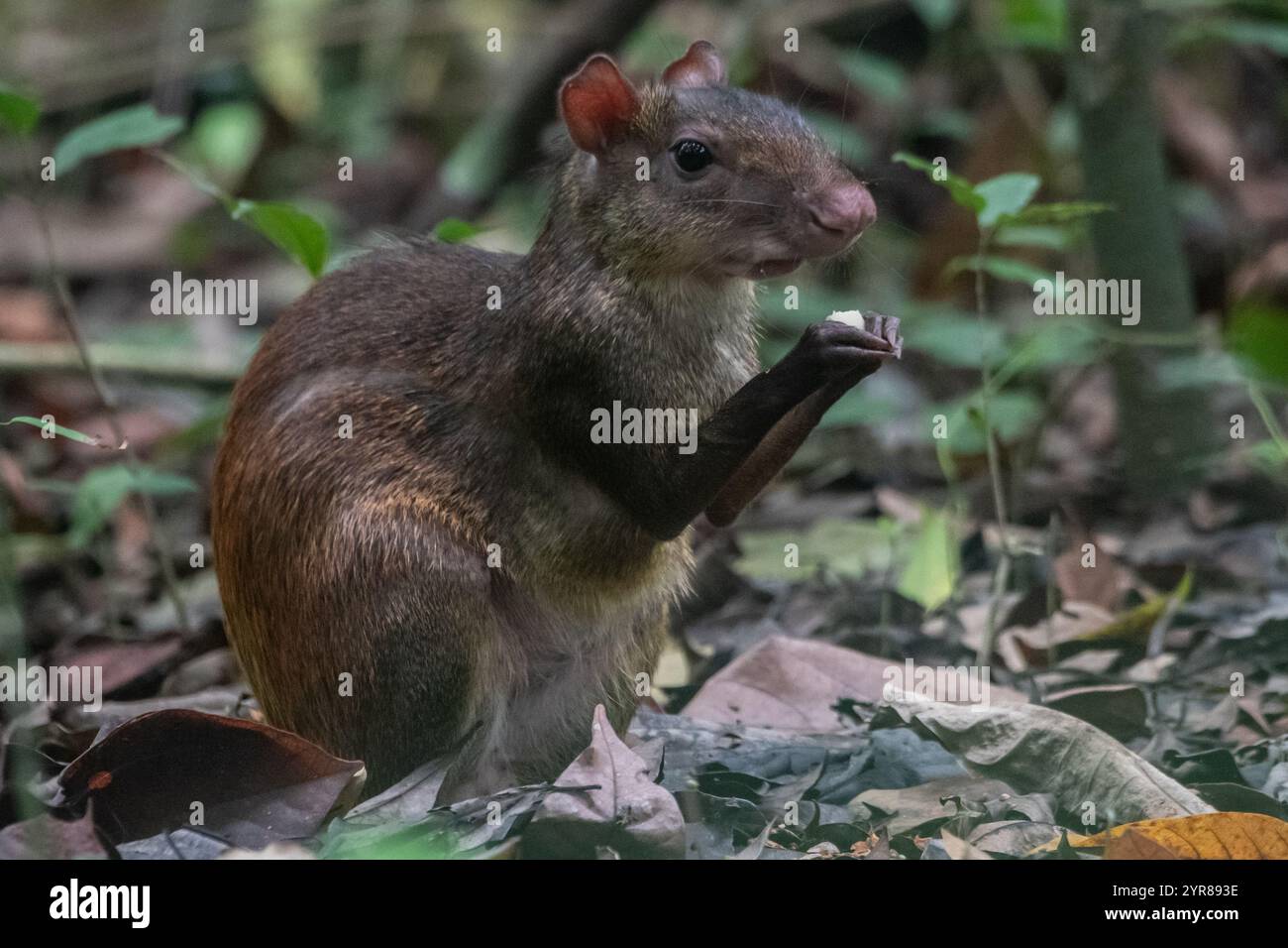 Agouti dell'America centrale (Dasyprocta punctata) nel Parco Nazionale del Corcovado nella Penisola di osa in Costa Rica. Foto Stock