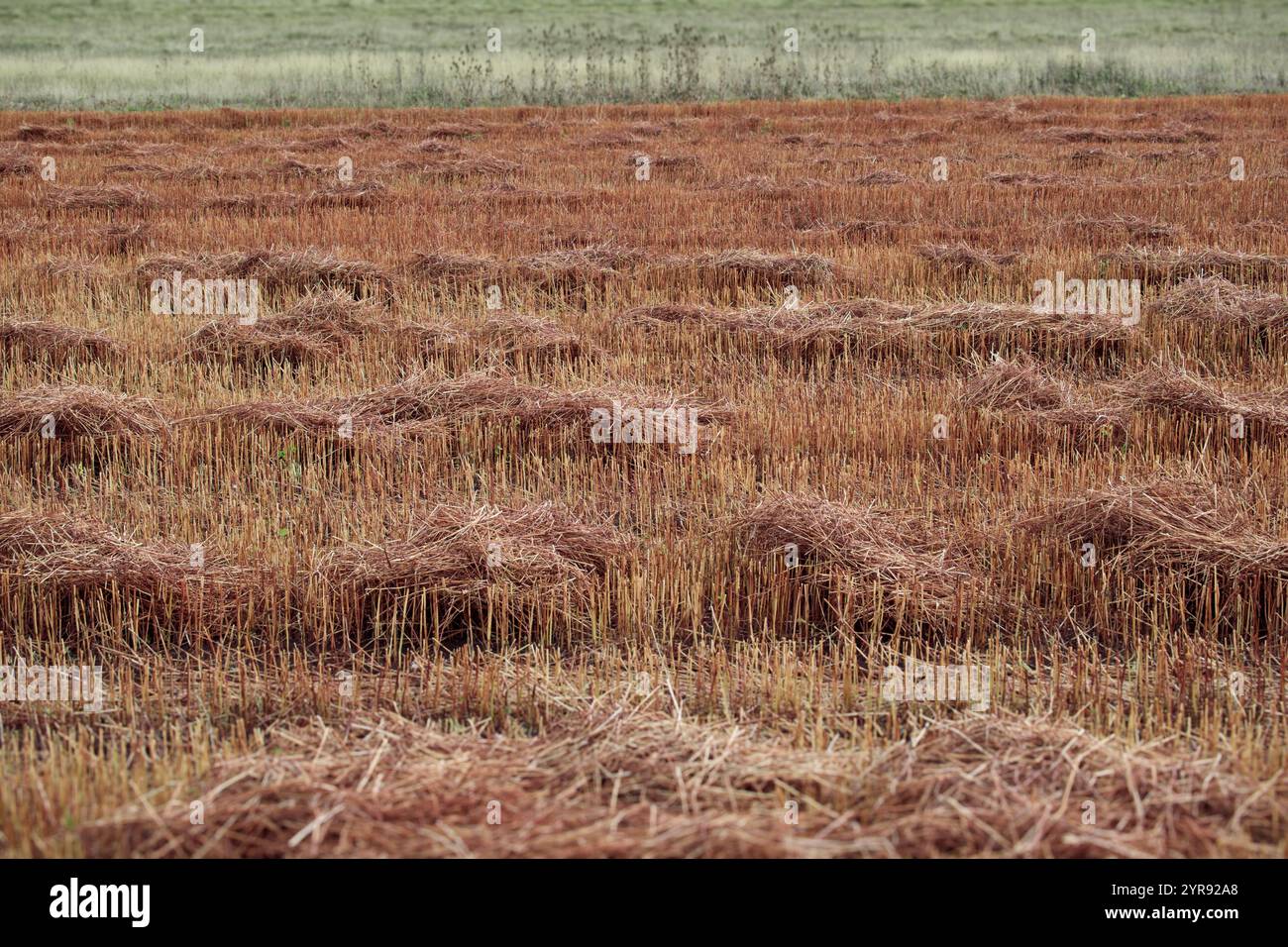 Stoppie di cereali in campo autunnale tra Sumnjaci e Glamoc, Bosnia-Erzegovina Foto Stock