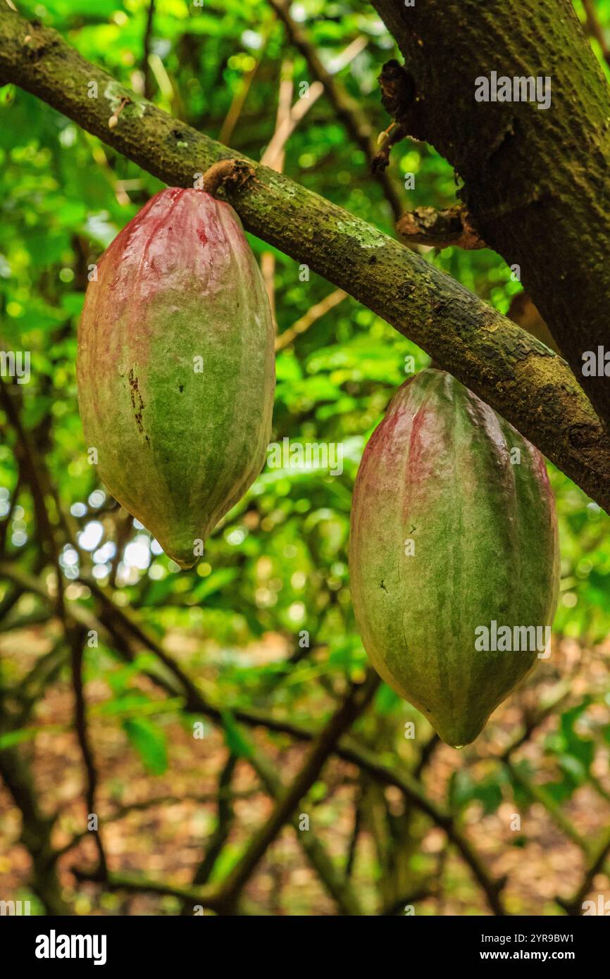 Due cialde di cioccolato verde e rosso sono appese a un albero. Le cialde sono un mix di colori verde e rosso e crescono su un ramo. L'albero è su Foto Stock