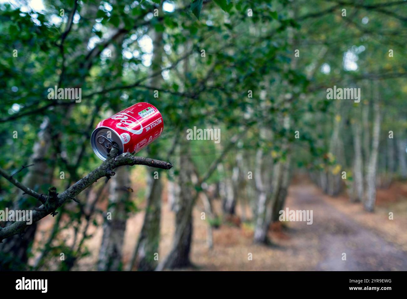 Coca Cola può con la promozione Recycle me lasciata in un albero Foto Stock