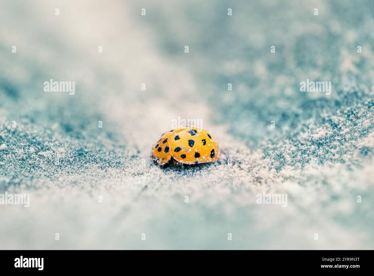 Coccinella gialla sulla foglia congelata. Macro shot per insetti Ladybird. Foto Stock