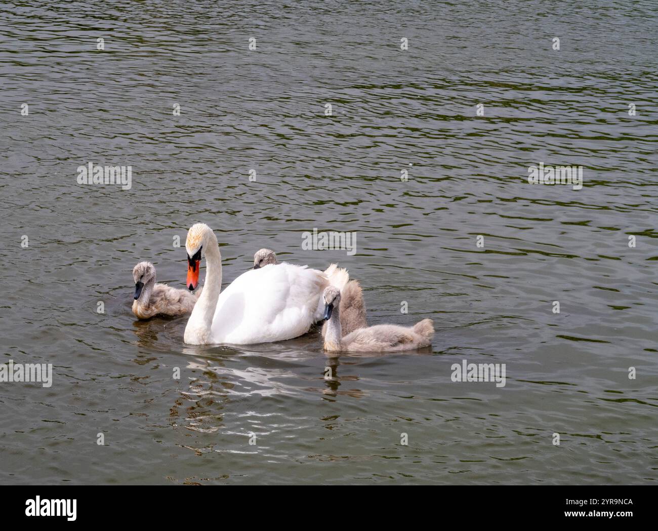 Cigni e cignetti ad Abbotsbury Swannery, Abbotsbury Dorset Regno Unito Foto Stock