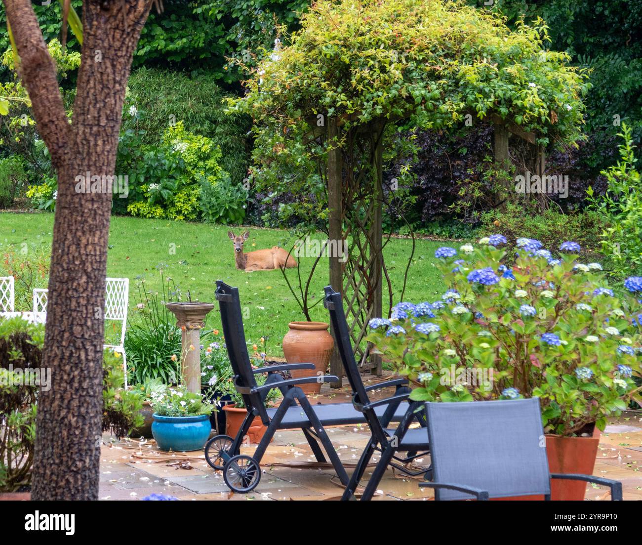 Un capriolo si rilassa su un prato a Devon, Regno Unito Foto Stock