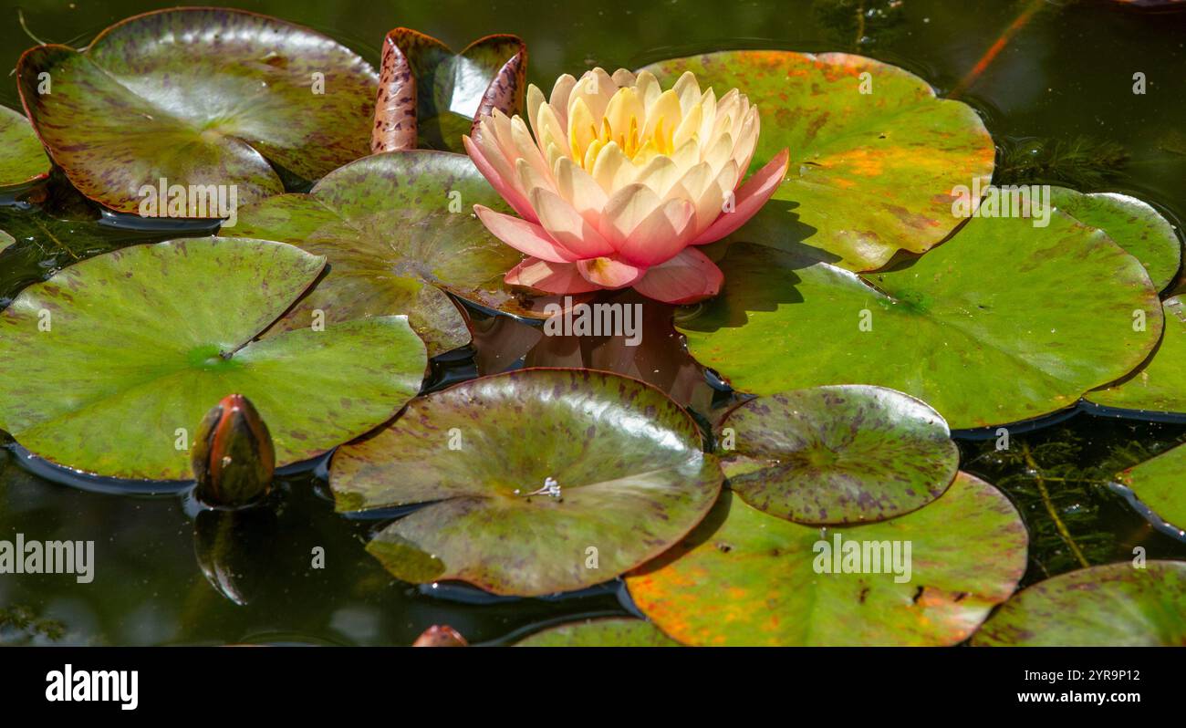Un giglio d'acqua rosa giallo e bianco con coppette di giglio su uno stagno a Devon, Regno Unito Foto Stock