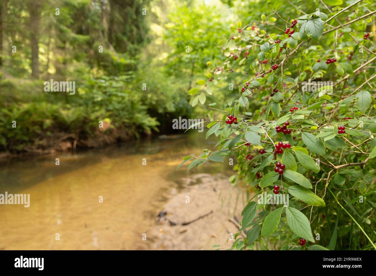 Bellissime bacche rosse nei rami degli alberi. Paesaggi boschivi naturali durante la fine dell'estate Foto Stock