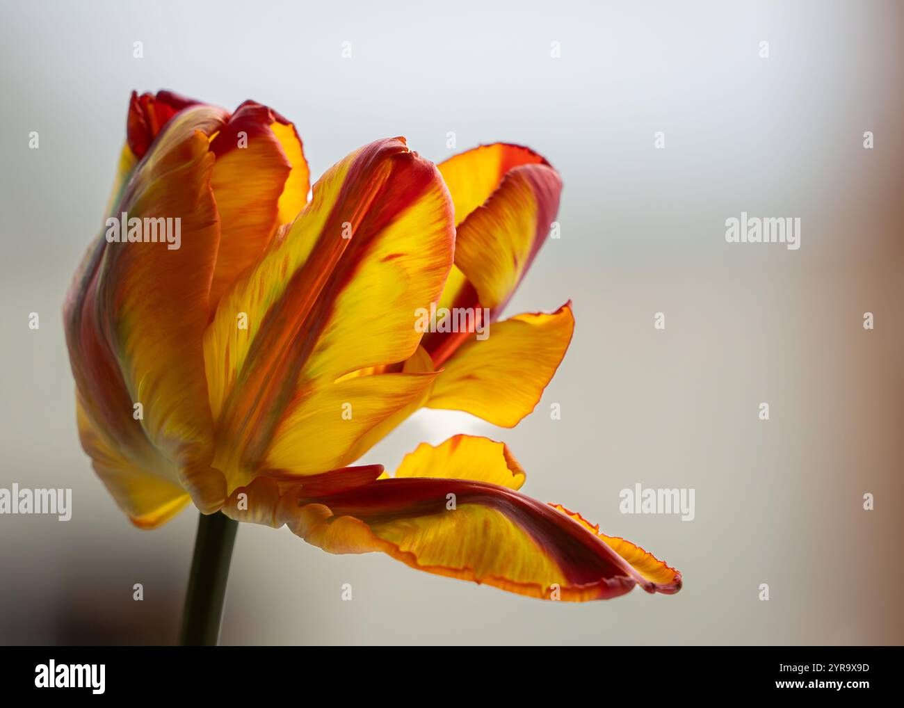 Tulipani di pappagallo rosso e giallo, vista laterale. Testa di tulipani pappagallo arcobaleno. Pappagallo tulipano con messa a fuoco selettiva. Sfondo floreale colorato. Foto Stock