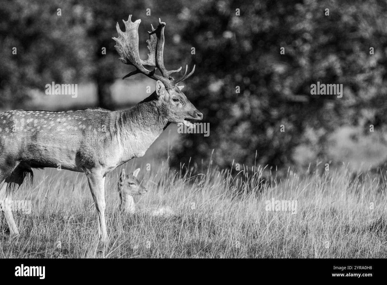Un maestoso cervo cervo con imponenti corna si erge in erba alta, che campandosi in natura. Foto Stock