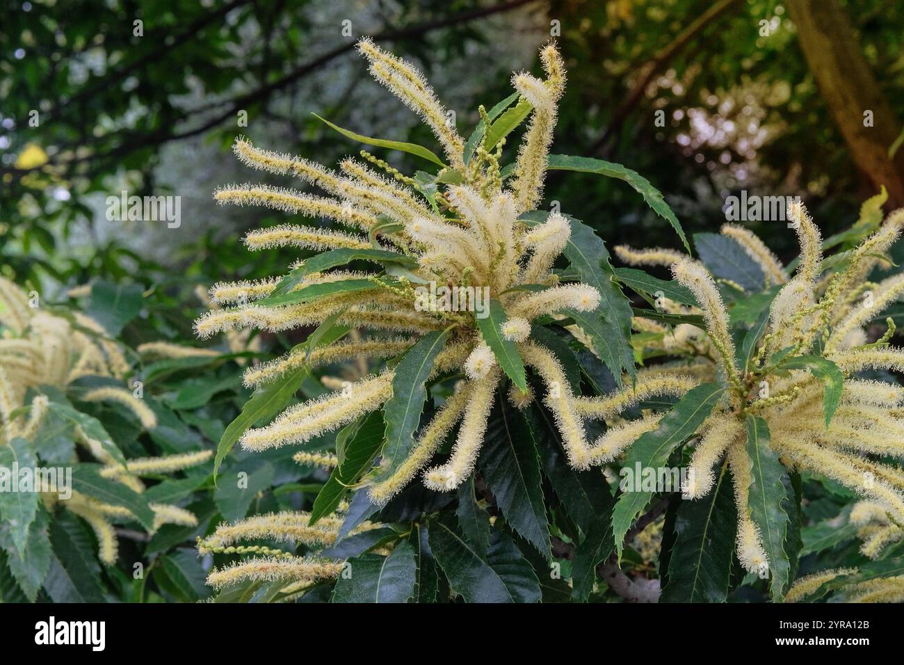 Castanea sativa cresce in giardino. Albero in fiore nel parco. Sfondo floreale naturale. Giardino del cottage. Giornata di sole. Foto Stock