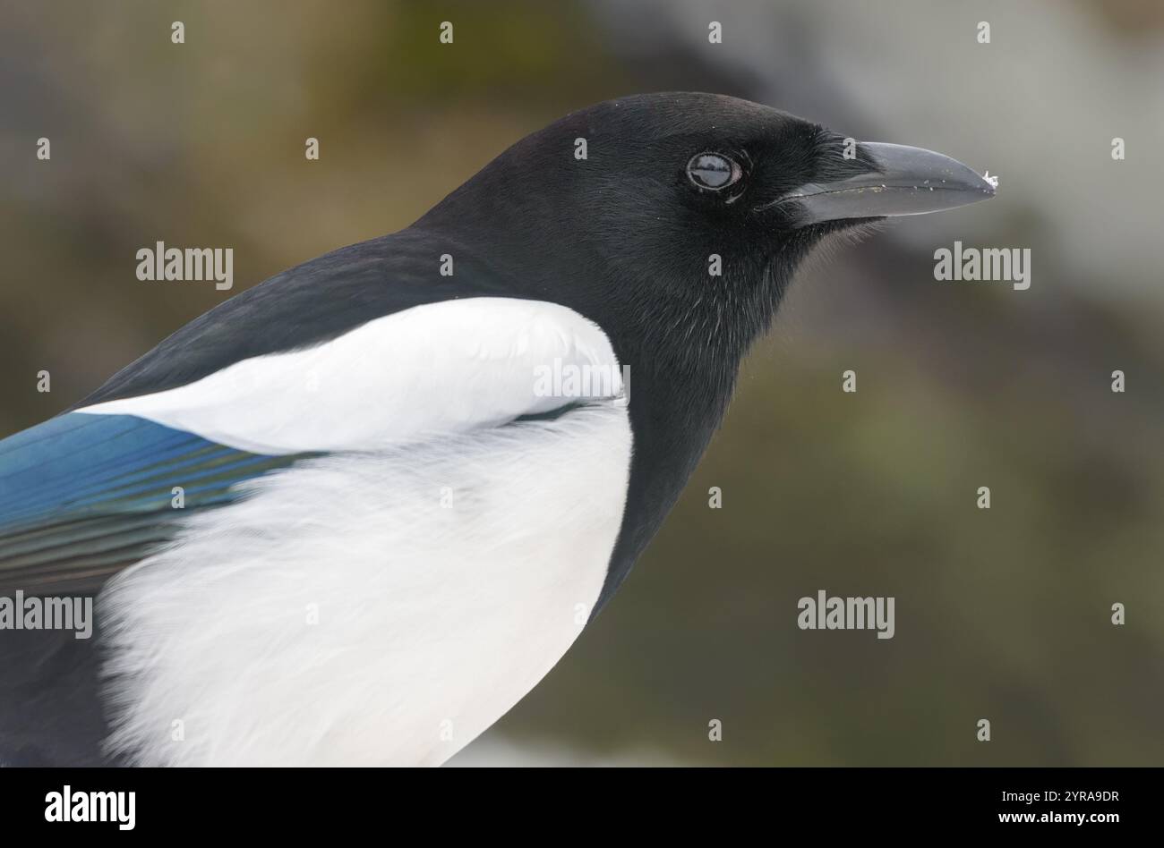 Magpie eurasiatiche (pica pica) ritratto invernale molto vicino con becco e occhi dettagliati Foto Stock