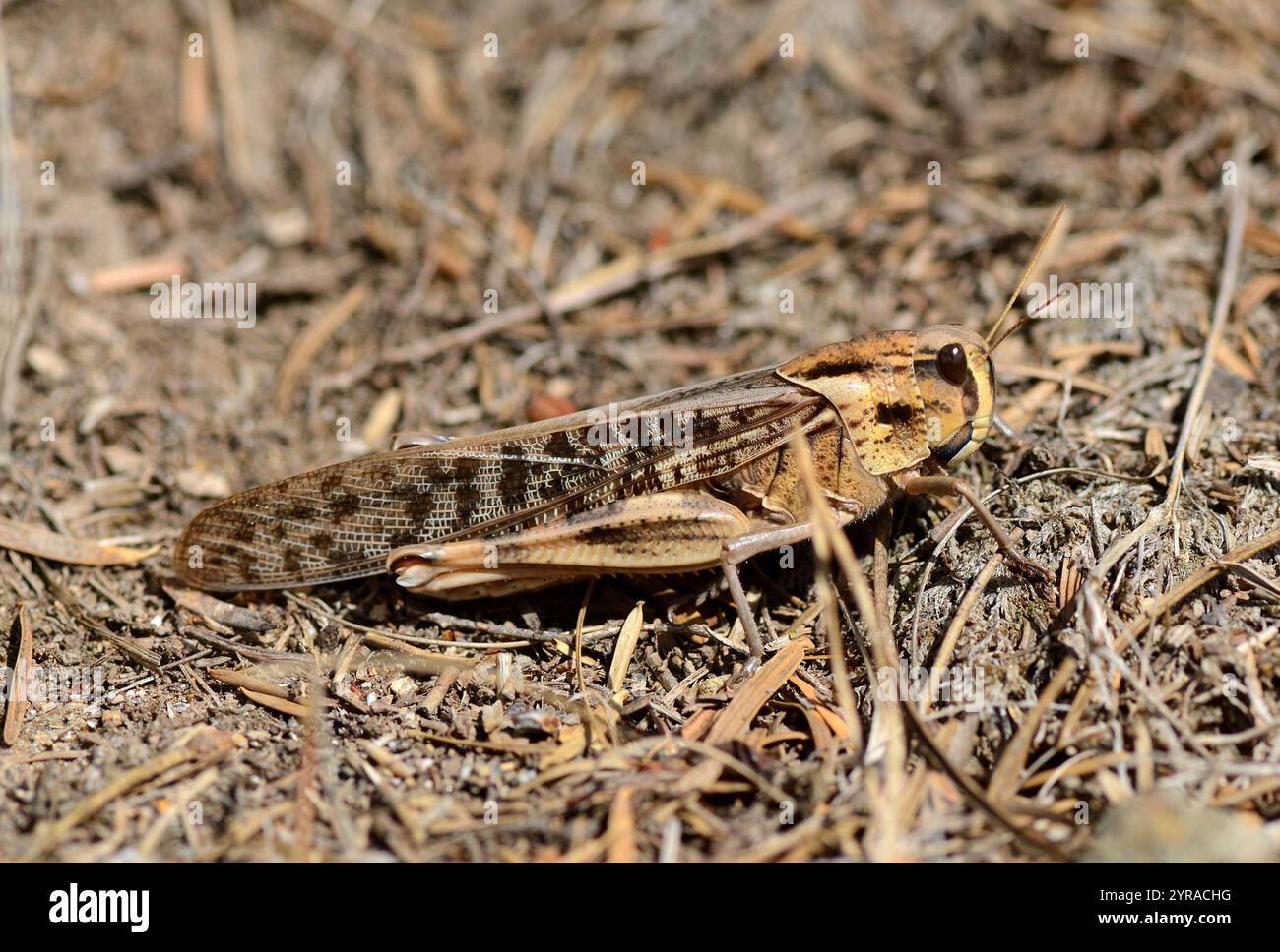Locusta migratoria (locusta migratoria) *** didascalia locale *** Foto Stock