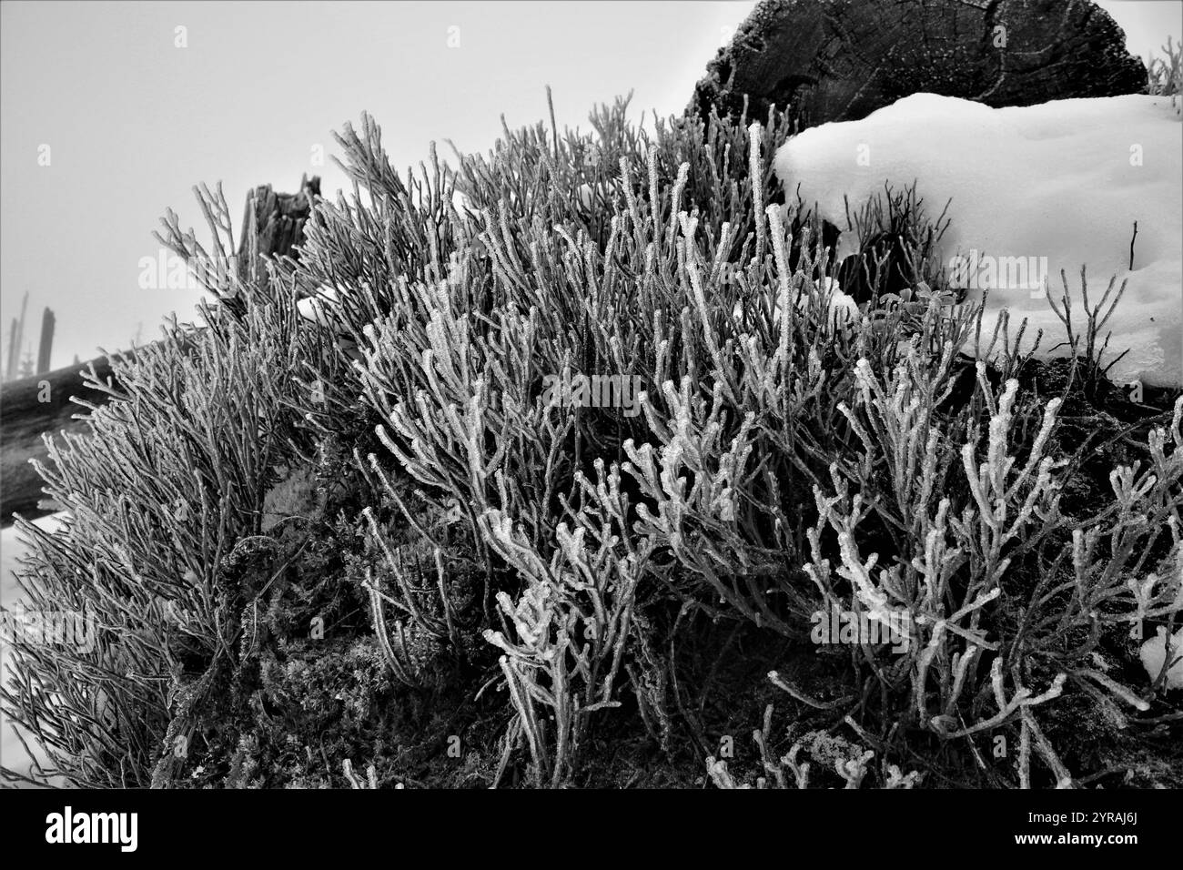 Muschio ghiacciato sulla vetta innevata invernale della montagna Foto Stock