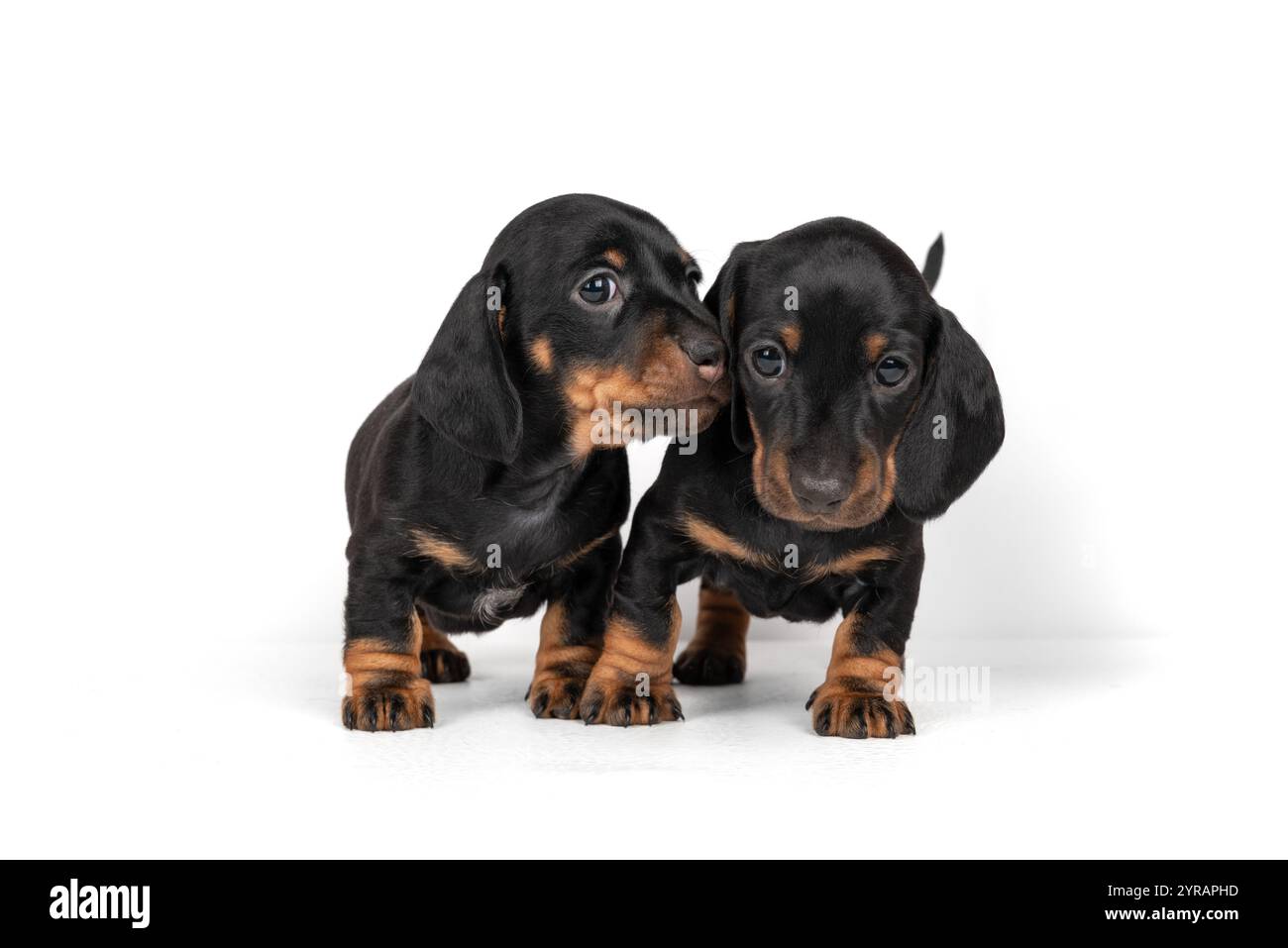 Due piccoli cuccioli di dachshund neri, che si guardano l'un l'altro. I piccoli cani guardano con amore l'addestratore. Evidenziato su sfondo bianco Foto Stock