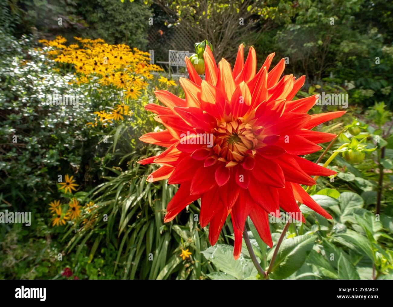Un vivace cactus arancione dahlia con Rudbeckia Goldsturm alle spalle in un giardino caldo, Sptember, autunno, autunno. Foto Stock