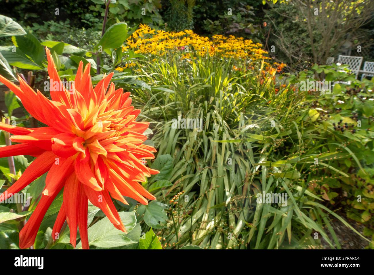 Un vivace cactus arancione dahlia con Rudbeckia Goldsturm alle spalle in un giardino caldo, Sptember, autunno, autunno. Foto Stock
