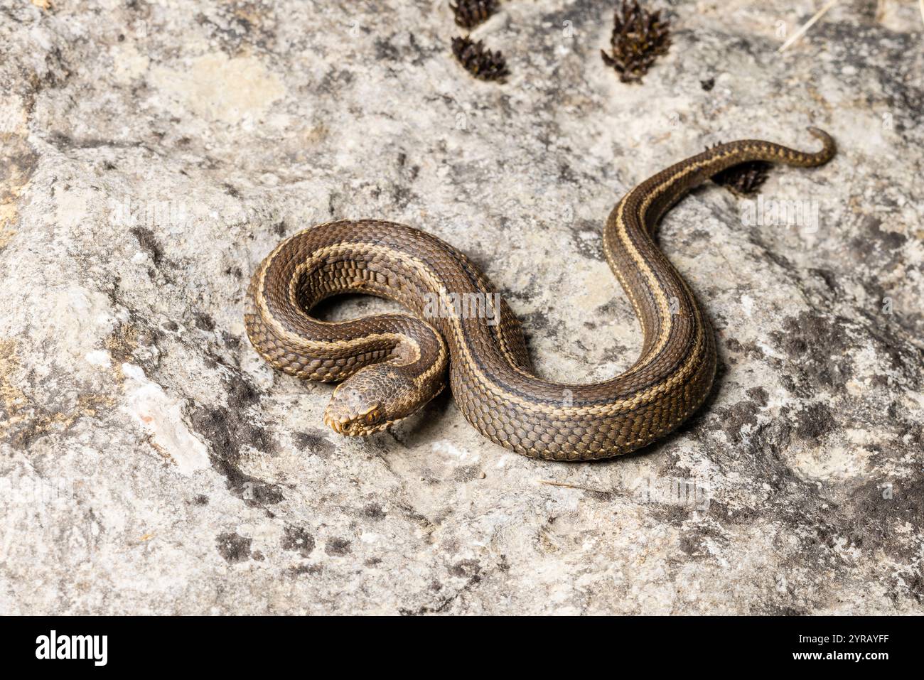 Vipera di Seoane, Vipera seoanei, giovanile, forma "bilineata". Picos de Europa, Monti Cantabrici, Spagna settentrionale. Famiglia Viperidae. Foto Stock