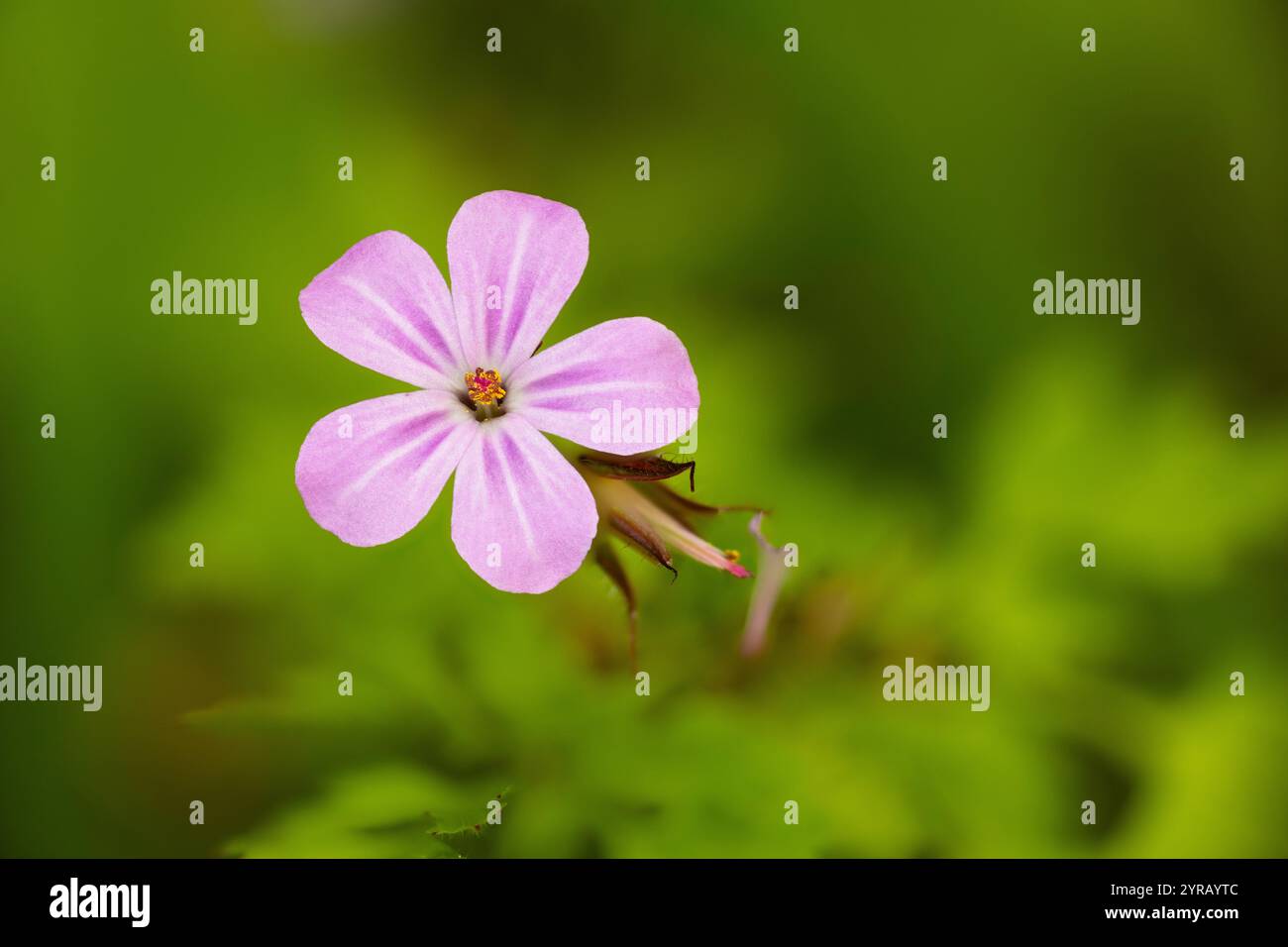Herb Robert, Geranium robertianum, cresce in un giardino selvaggio, nel Monmouthshire. Mettere a fuoco l'immagine impilata. Foto Stock