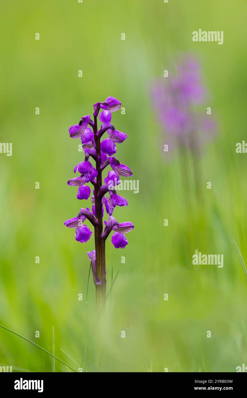 Orchidea alata verde, Anacamptis morio, Trelleck, Monmouthshire, maggio. Mettere a fuoco l'immagine impilata. Foto Stock