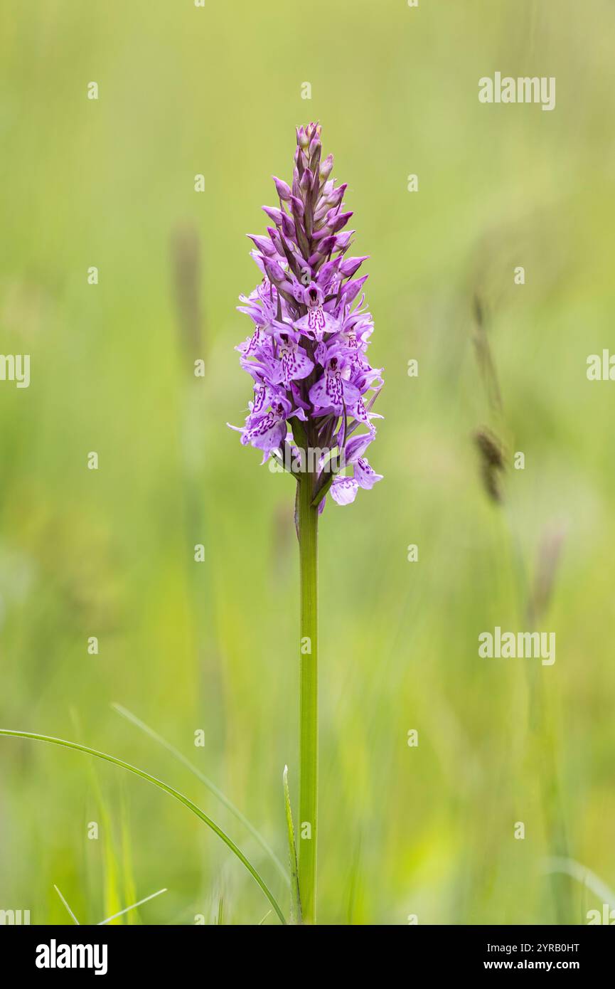 Orchidea maculata comune, Dactylorhiza fuchsii, Dixton Embankment, Monmouthshire/Herefordshire Border, Regno Unito. 1° giugno. Mettere a fuoco l'immagine impilata. Foto Stock