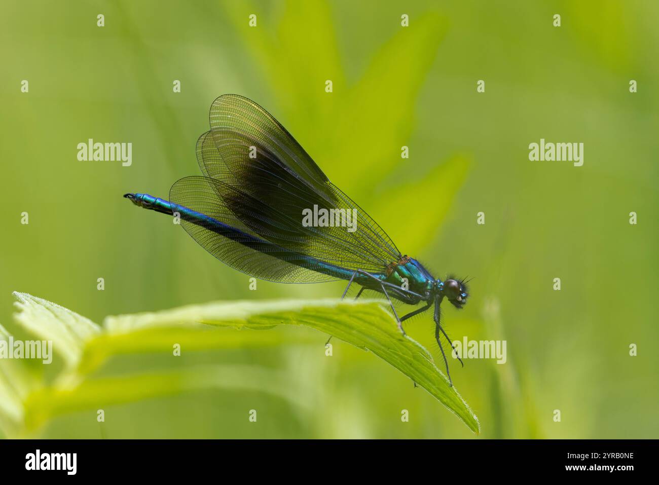 Banded Demoiselle, Calopteryx Splendens, maschio. Confine tra Monmouthshire e Herefordshire, Regno Unito. 1° giugno. Mettere a fuoco l'immagine impilata. Foto Stock