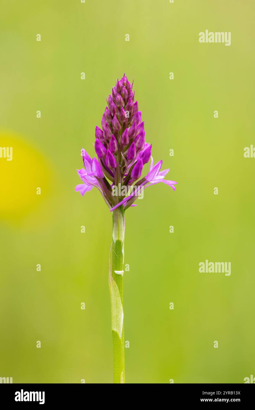 Orchidea piramidale, Anacamptis pyramidalis, Dixton Embankment, Monmouthshire/Herefordshire Border, Regno Unito. 1° giugno. Mettere a fuoco l'immagine impilata. Foto Stock