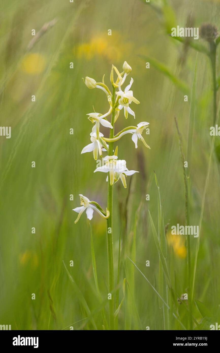 Greater Butterfly Orchid, Platanthera chlorantha, Pentwyn Farm Nature Reserve, Monmouthire. Questa specie è classificata come "quasi minacciata". Sta focus Foto Stock