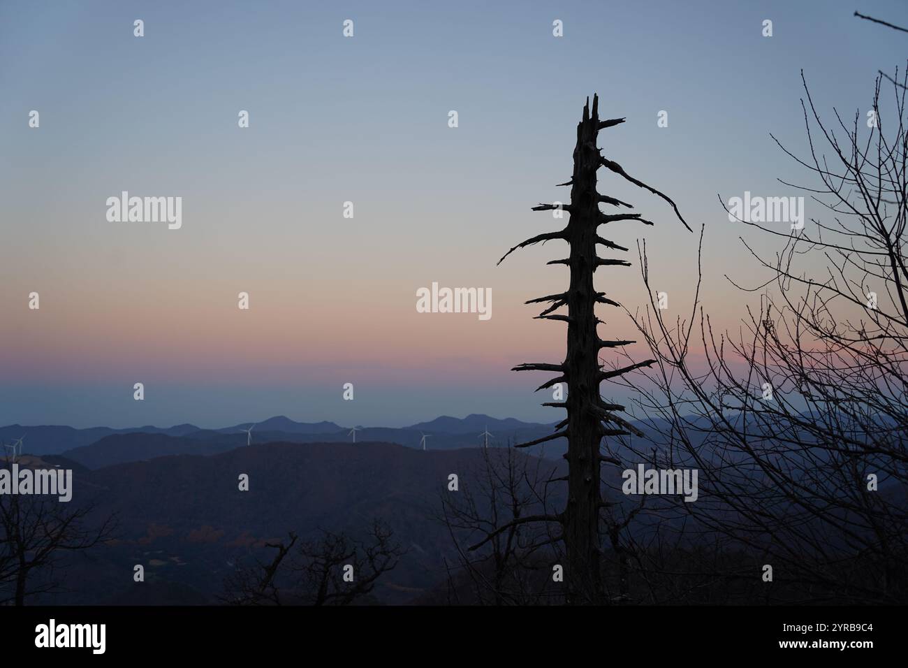 Un maestoso albero morto in piedi da solo sullo sfondo di un tramonto di alta montagna Foto Stock