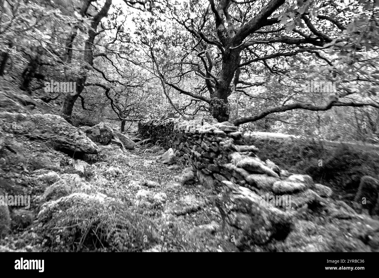 Paesaggio di maestose querce in una foresta pluviale temperata nel Parco Nazionale di Eryri in bianco e nero Foto Stock