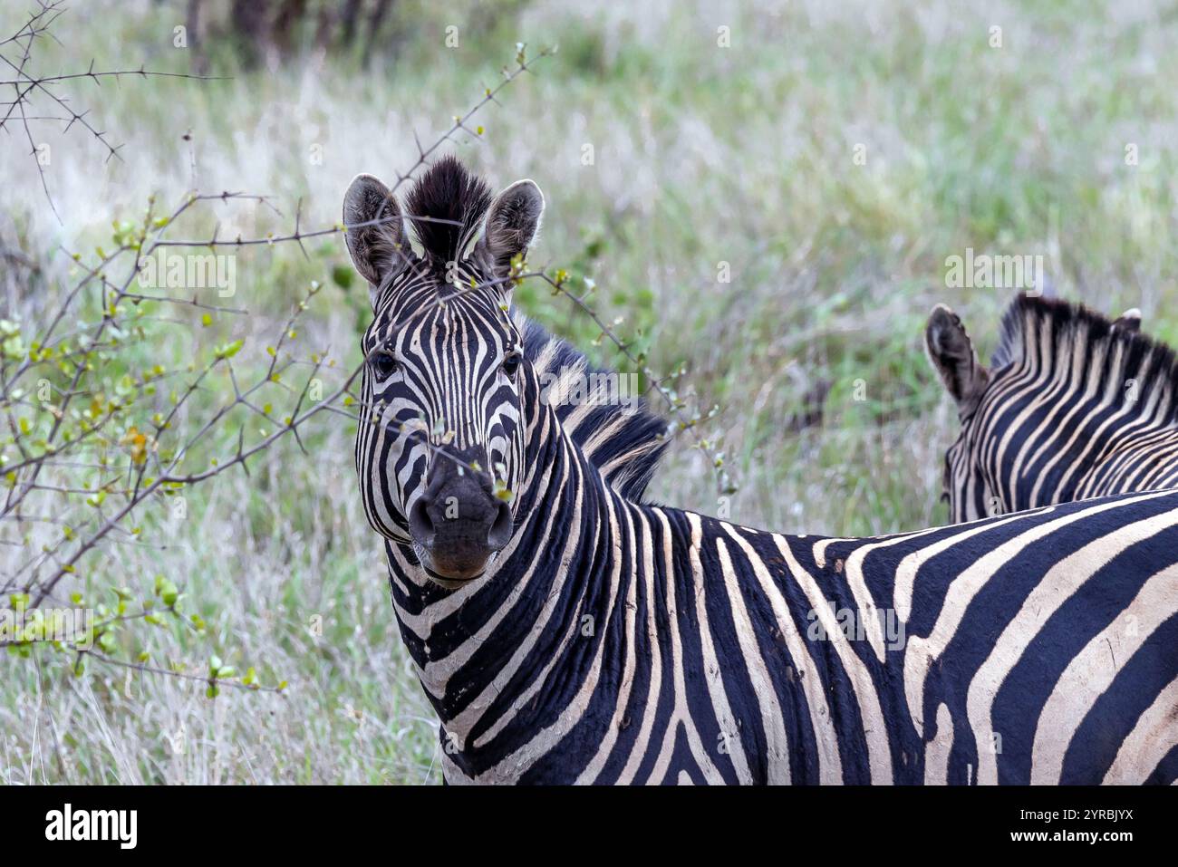 Ritratto della zebra africana guarda nella macchina fotografica, erba verde, habitat naturale. Safari, parco nazionale Kruger, Sudafrica. Animali selvatici, natur selvaggio Foto Stock