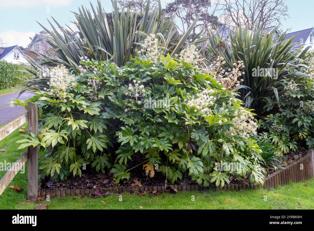 Fatsia japonica in fiore - un arbusto sempreverde nella famiglia Araliaceae, noto anche come la pianta della carta, fig lasciato palm Foto Stock