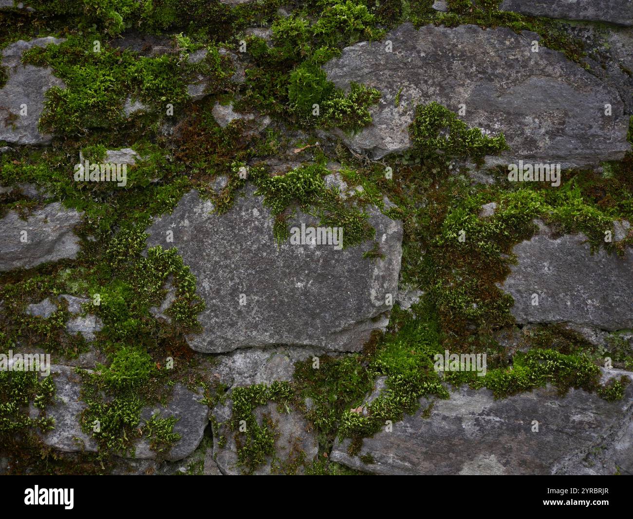 Antico muro in pietra ricoperto di muschio. Sfondo astratto. Foto Stock