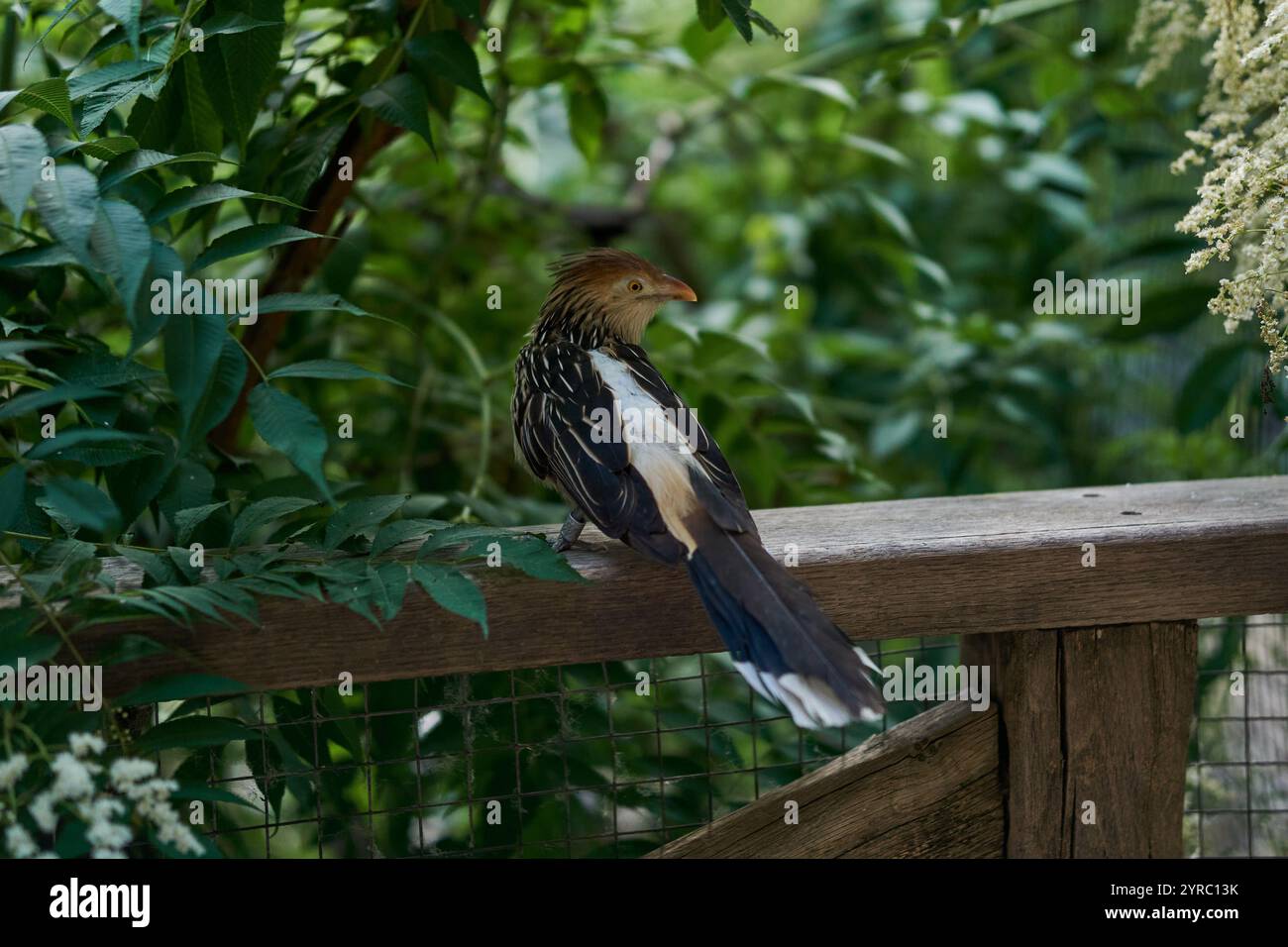 L'uccello Guira si trova nello zoo di Praga Foto Stock