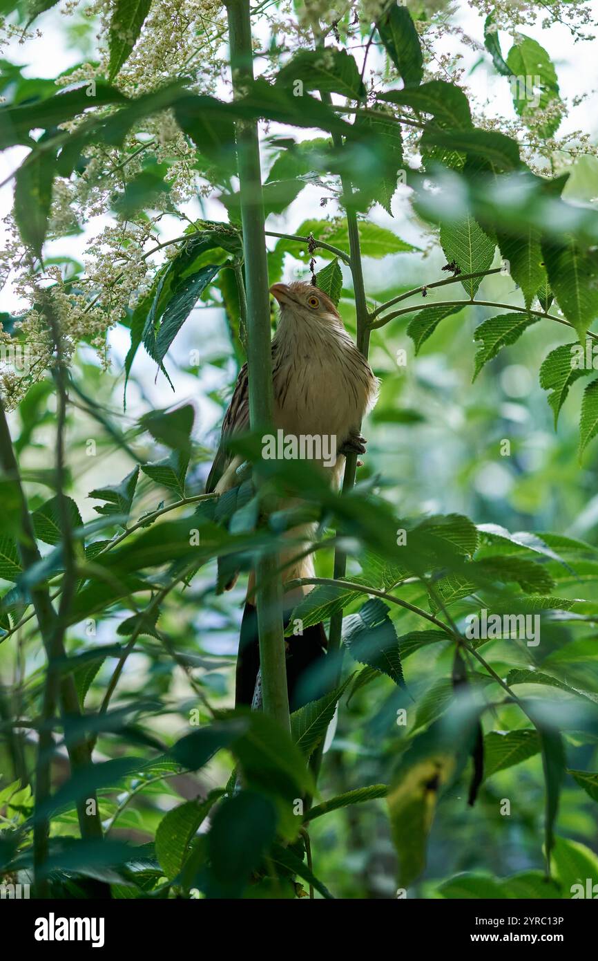 L'uccello Guira si trova nello zoo di Praga Foto Stock