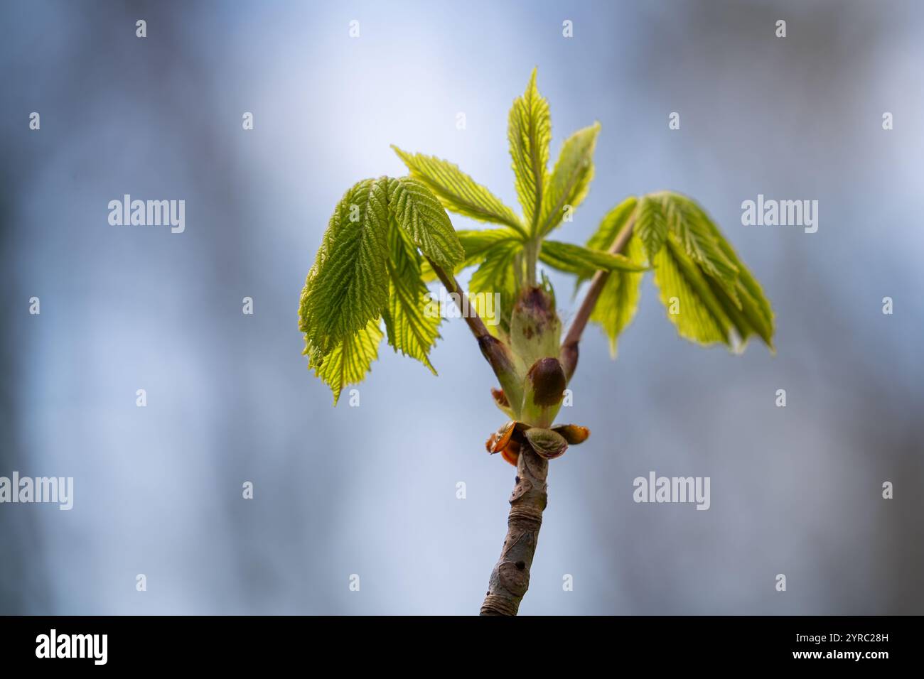Foglie primaverili del castagno comune (Aesculus hippocastanum). Bocciolo appiccicoso di ippocastano con foglie piegate che si dispiegano, molla. Foto Stock