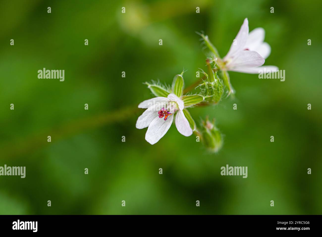 Fiori di geranio dolci e profumati o Rose Geranium, Wild Malva a San Gallo, Svizzera. Il suo nome latino è Pelargonium Graveolens Syn Geranium Foto Stock