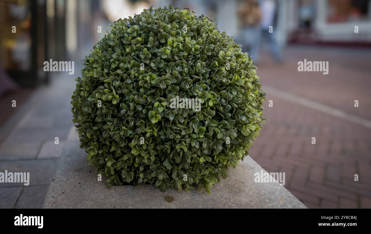 Un arbusto sferico ben rifinito con foglie verdi dense e piccole si trova su una superficie di cemento, lo sfondo è sfocato, una strada pedonale e un po' Foto Stock