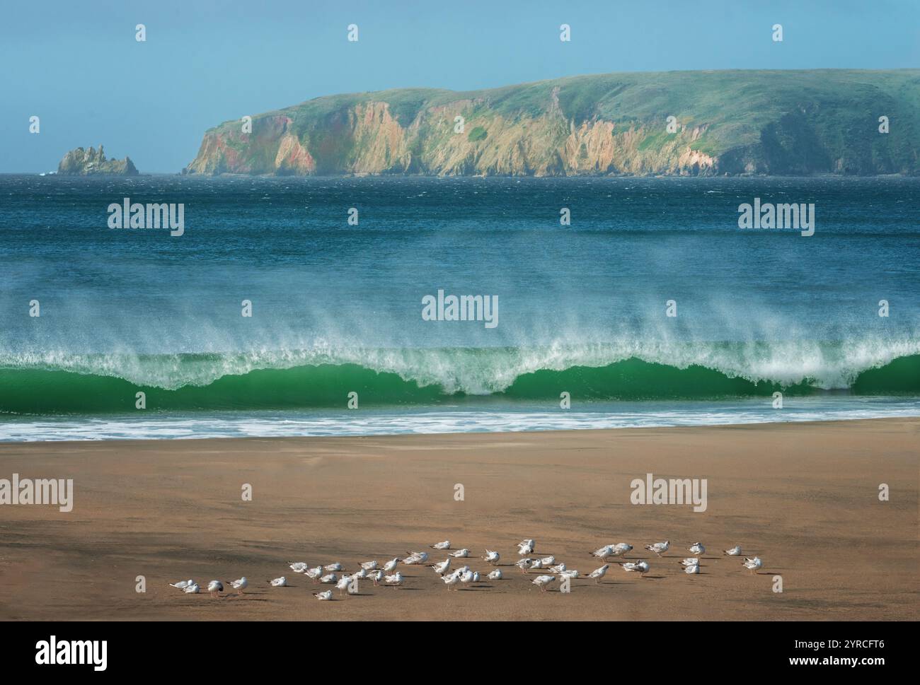 WESTERN Snowy Plover Birds a South Beach. Point Reyes National Seashore Foto Stock