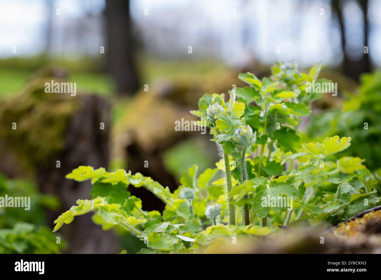 La maggiore celandina (Chelidonium majus) germoglia in primavera sullo sfondo naturale. Giovani gemme di chelandina più grandi. Pianta tossica utilizzata in erboristeria. Foto Stock