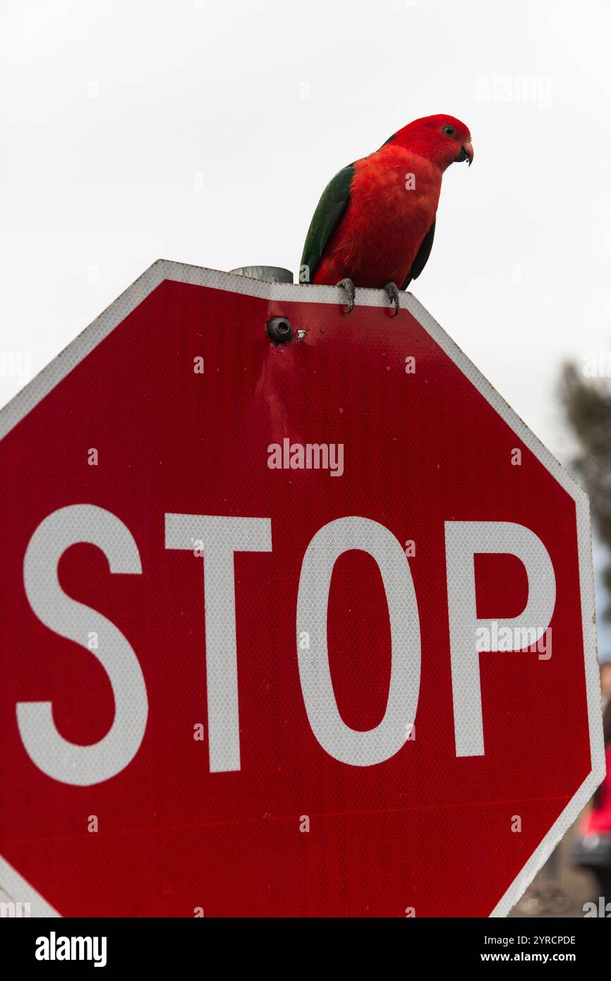 Un vibrante pappagallo reale australiano arroccato su un segnale di stop rosso in una giornata di sole in Australia. Foto Stock