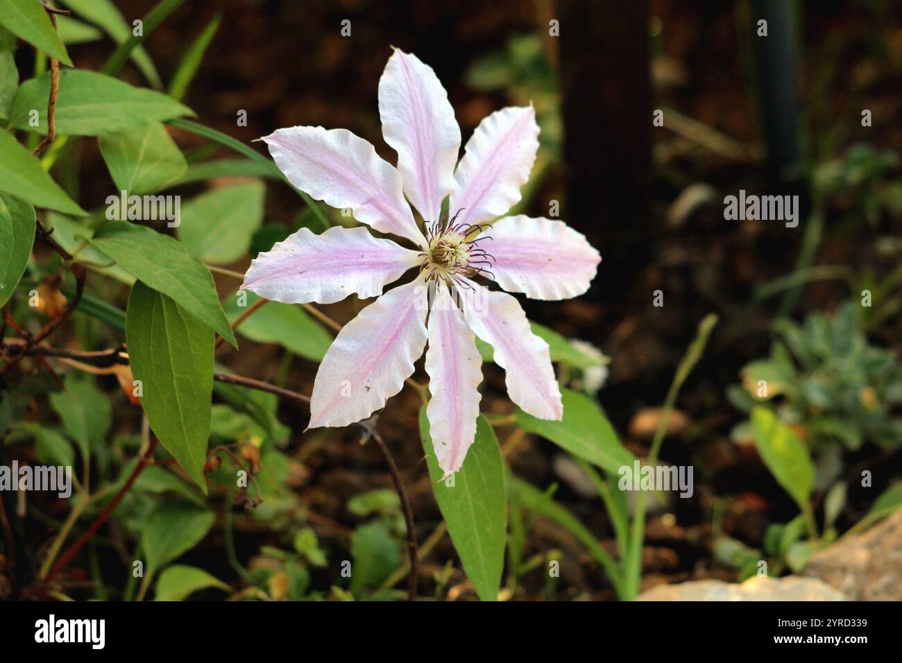 Clematis Nelly Moser o il fiore in pelle Nelly Moser Easy Care perenne pianta perenne di medie dimensioni per scalatore deciduo con grande stella in similpelle Foto Stock
