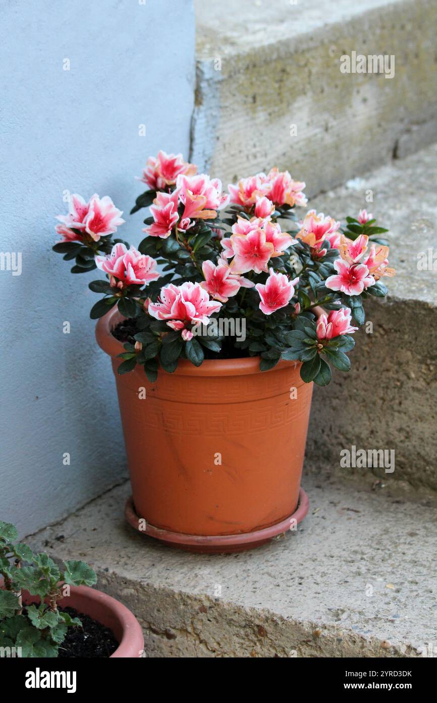 Pianta decidua di arbusti legnosi in fiore rododendro con fiori attraenti a forma di imbuto dall'inizio della primavera rosa al bianco e disposti a spirale Foto Stock
