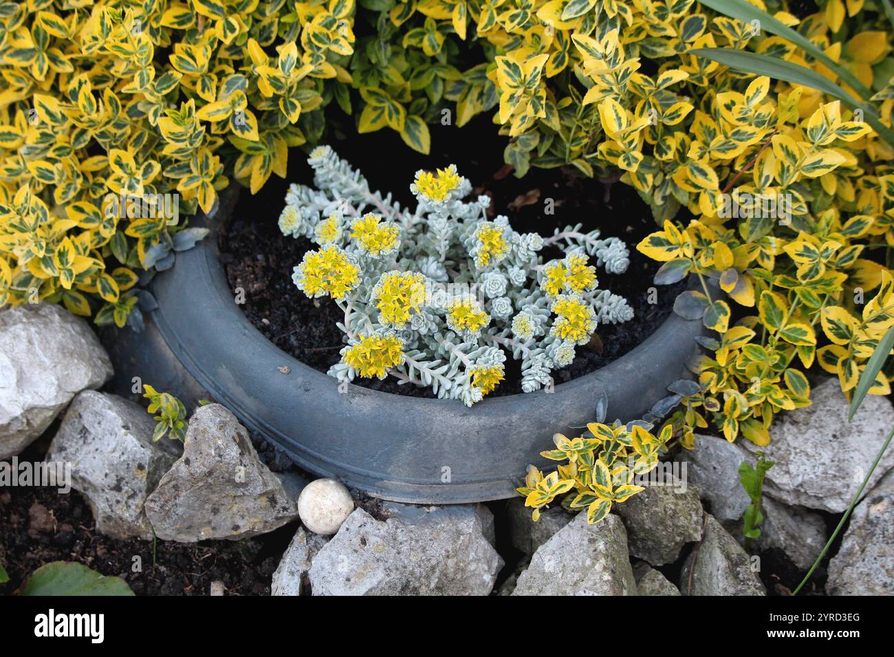 Sedum Spathulifolium Cape Blanco o Cape Blanco Sedum o terreno a foglia larga Stonecrop che abbraccia piante perenni sempreverdi che formano tappeto di grigio polveroso Foto Stock