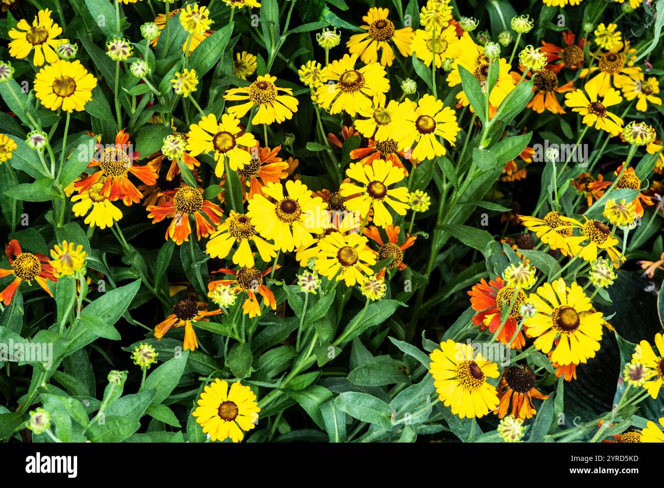 Letto di Helenium Mardi Gras, Sneezeweed, o Helen's Flower, New York, USA Foto Stock