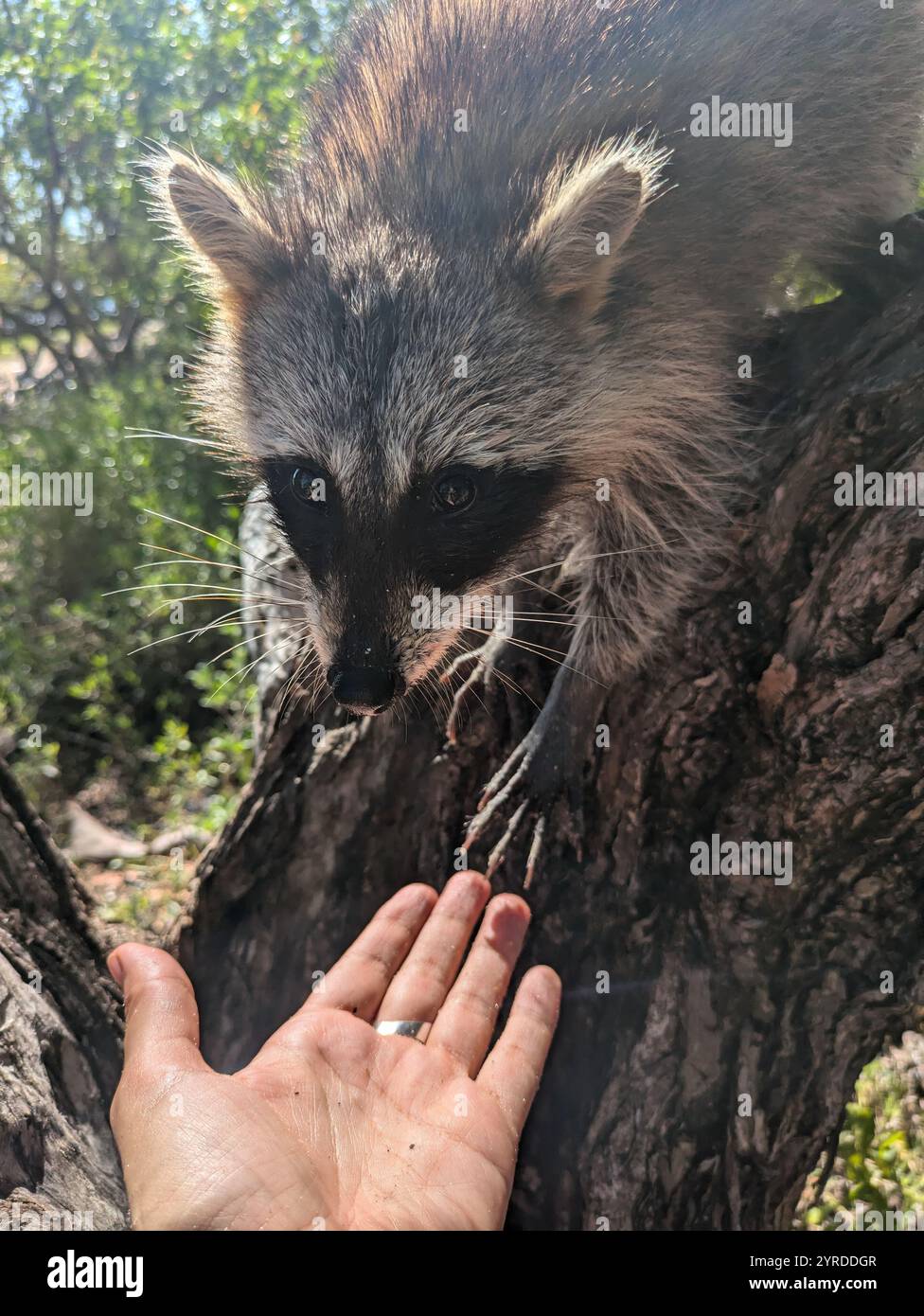 Racoon sull'isola di Racoon Miami - Immagine stock catturata con smartphone