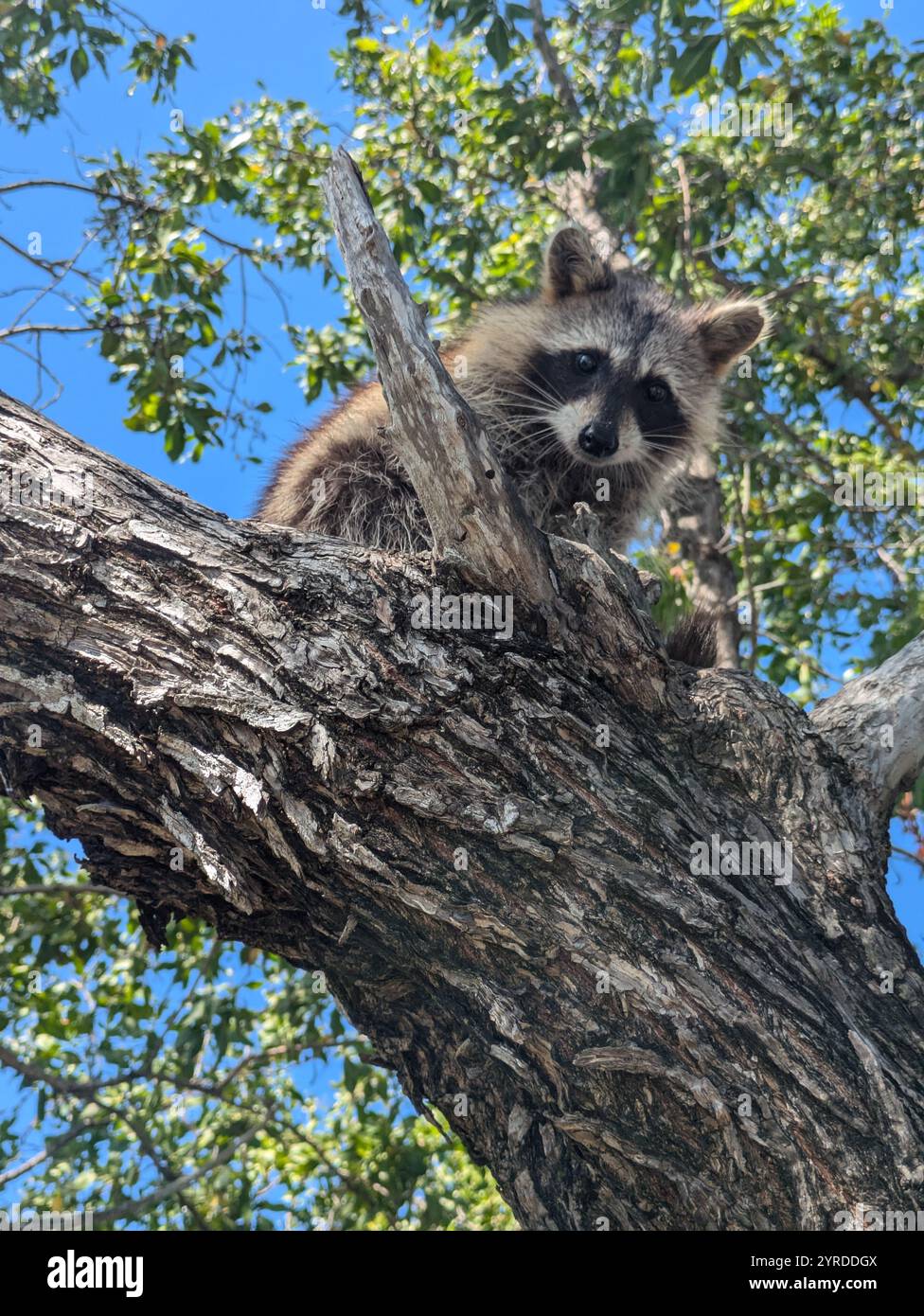 Racoon sull'isola di Racoon Miami - Immagine stock catturata con smartphone