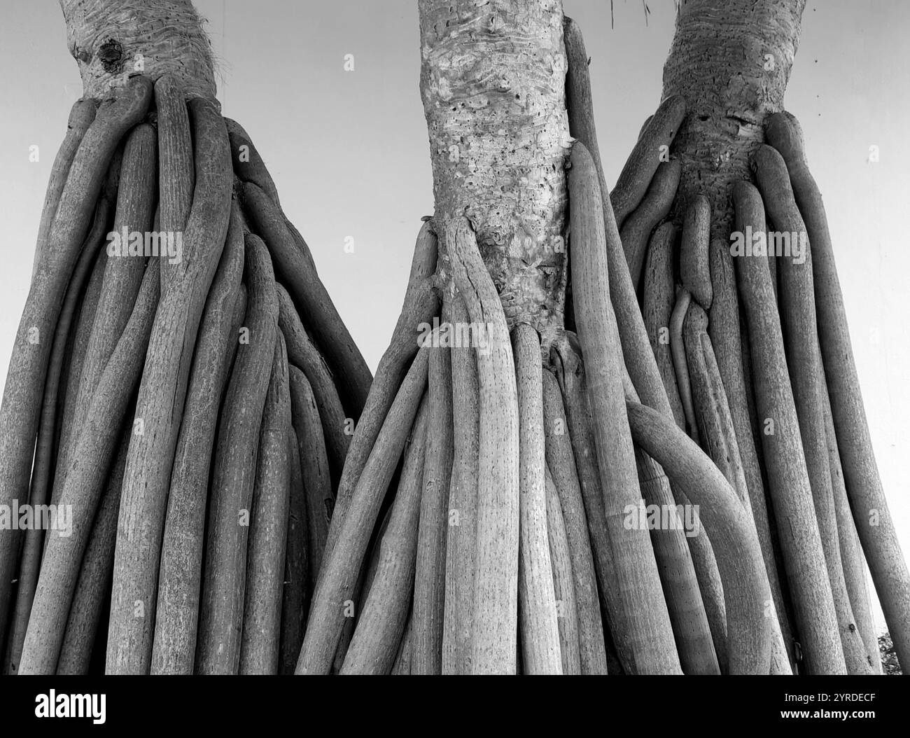 radici di alberi spesse in monocromia Foto Stock