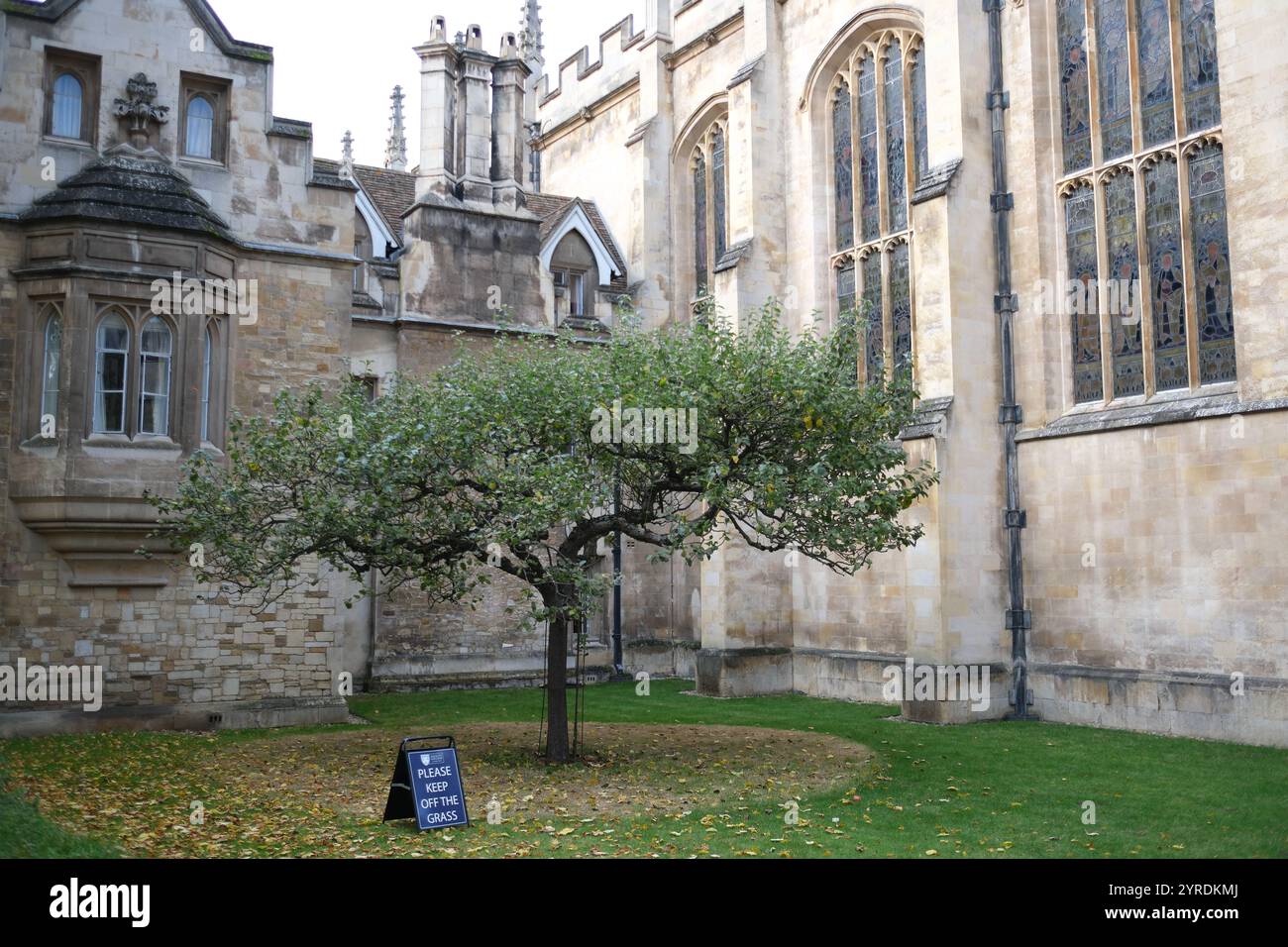 Cambridge, Regno Unito 16 ottobre 2024 - melo di Newtons fuori dal Trinity College Foto Stock