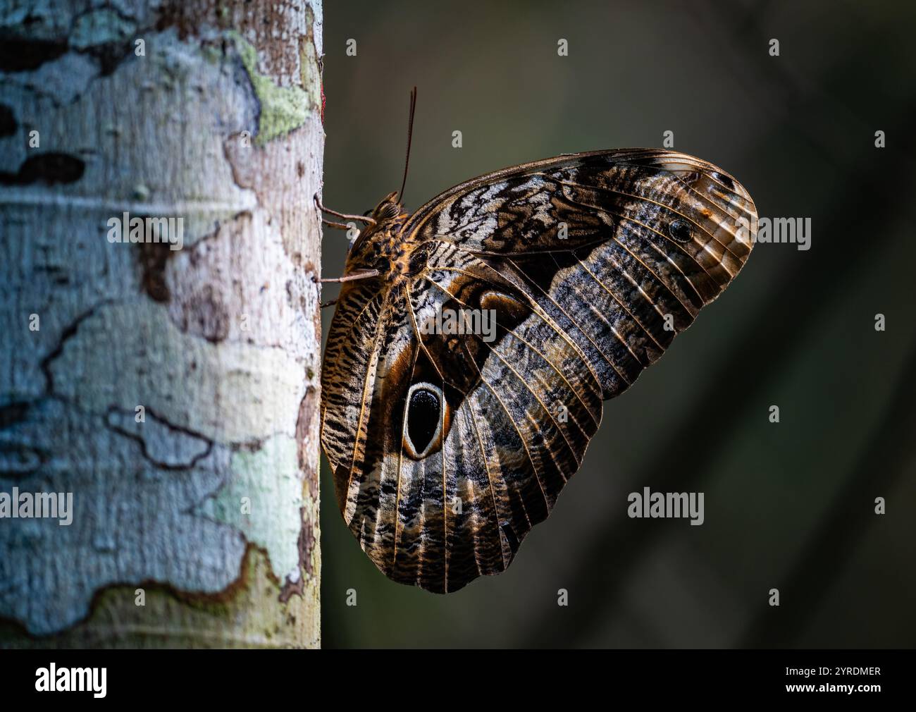 Una farfalla di Gufo viola (Caligo beltrao) su un tronco di albero. São Paolo, Brasile. Foto Stock